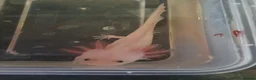 Axolotl reptiles for sale: Baby axolotls  - Advert 6