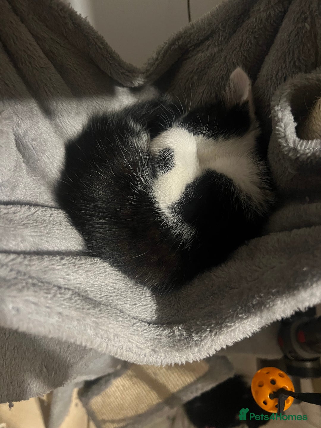 Maine Coon cats for sale: Kittens for sale  - Image 7
