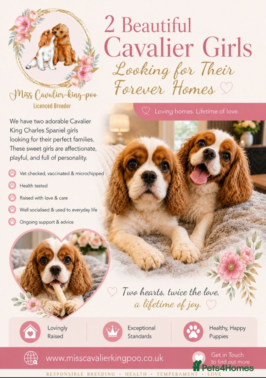 Cavalier King Charles Spaniel dogs 2 x female Cavalier King Charles Spaniels  - Advert 10