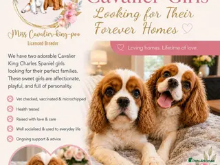 Cavalier King Charles Spaniel dogs 2 x female Cavalier King Charles Spaniels - Advert 1