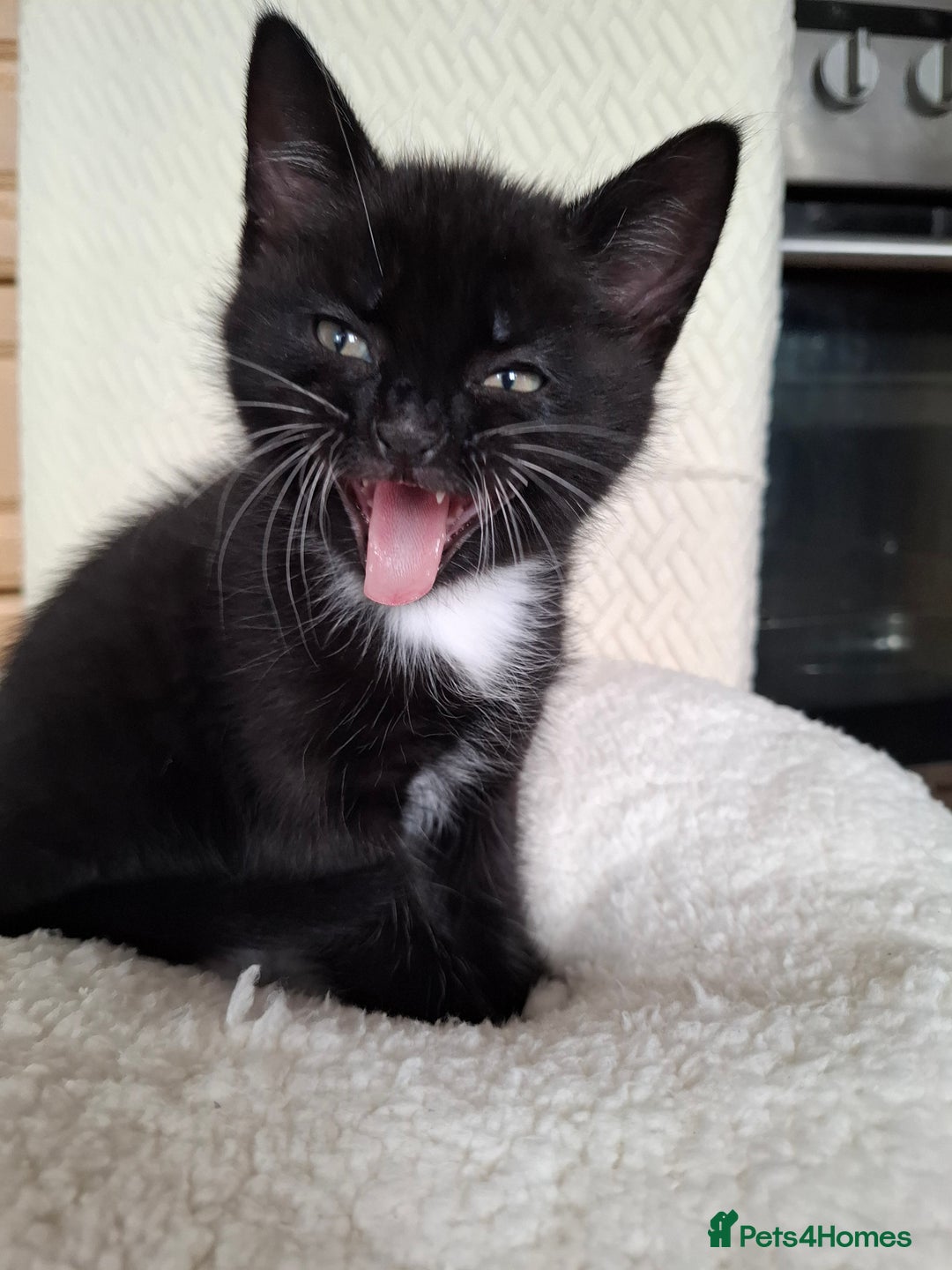 Mixed Breed cats for sale:  Black & White Kittens Looking for a Loving Home - Image 5