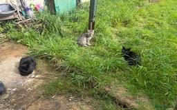 Mixed Breed cats for sale: Three cats for sale  - Image 11