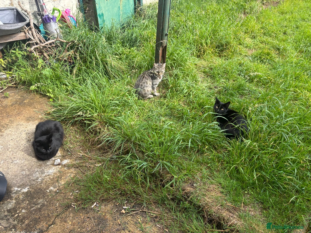 Mixed Breed cats for sale: Three cats for sale  - Image 11