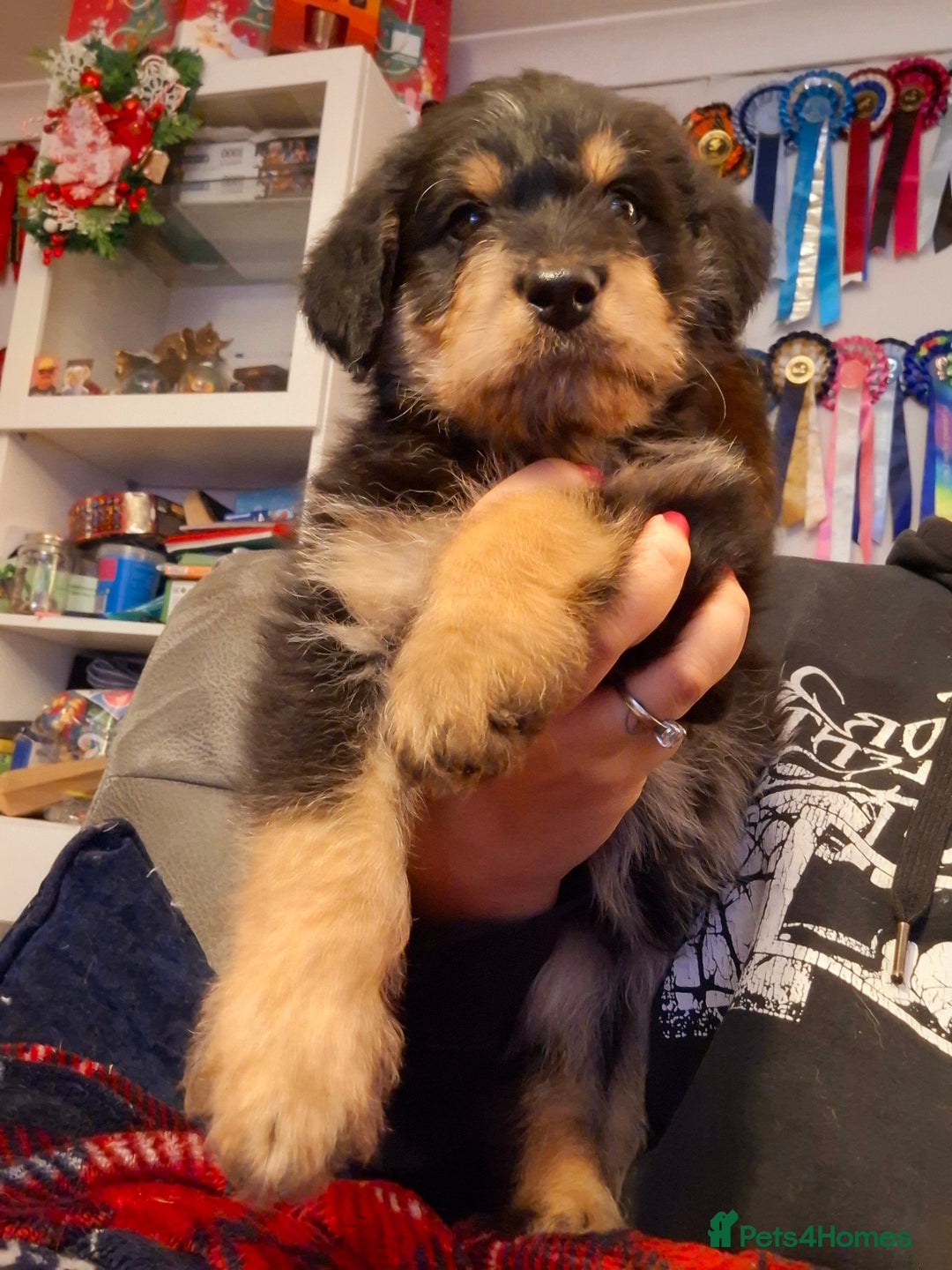 Mixed Breed dogs for sale: F1b health tested Rottiepoo puppies - Advert 26