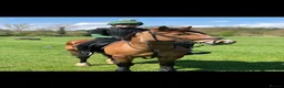 Welsh Section D horses for sale: Tyrllawn Rosetta  in Cardiff - Advert 4