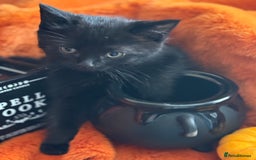RagaMuffin cats for sale: Black Ragamuffin Kittens - Image 4