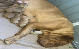 Dogue De Bordeaux dogs for sale: Dogue de Bordeaux puppies now available! - Image 2