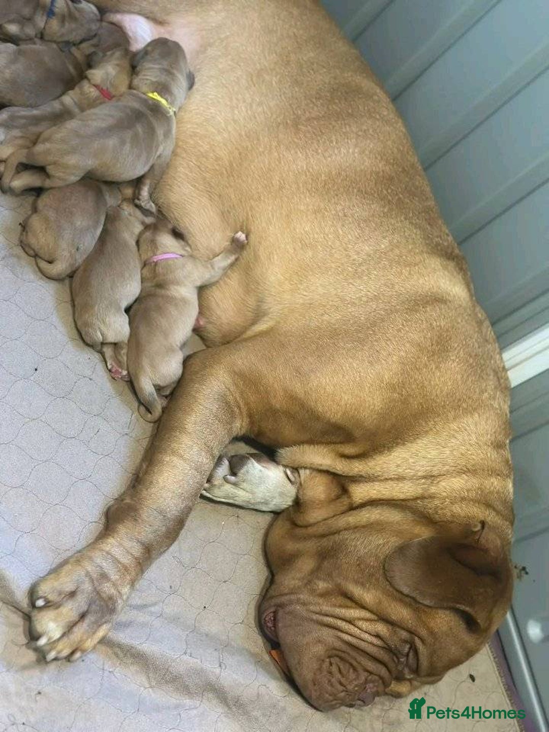 Dogue De Bordeaux dogs for sale: Dogue de Bordeaux puppies now available! - Image 2