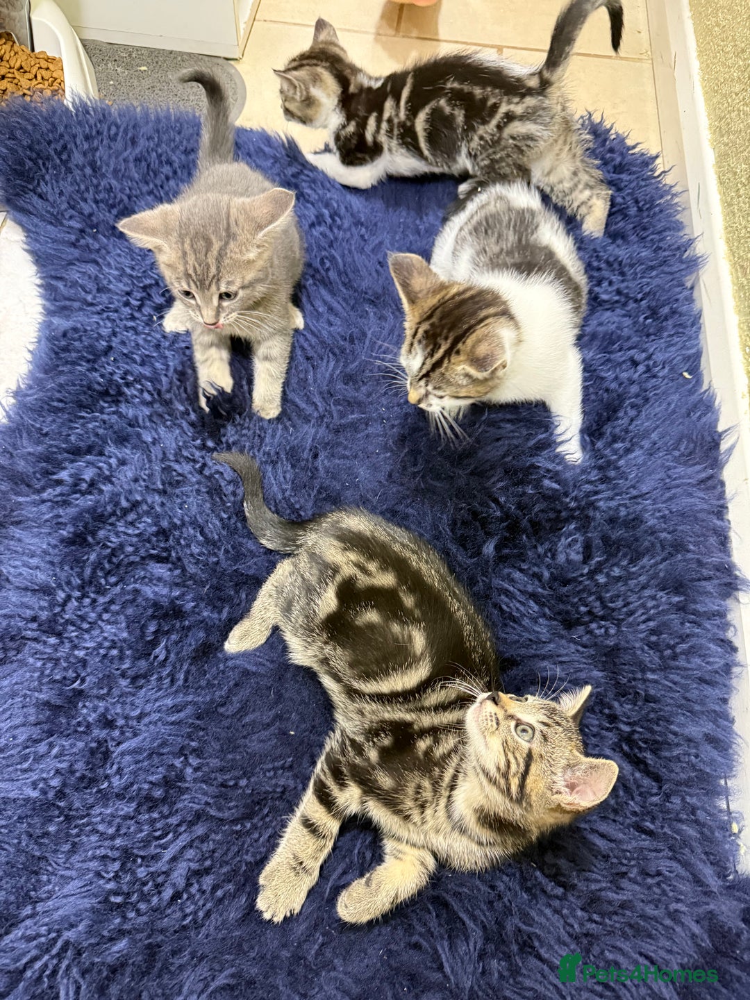 Mixed Breed cats for sale: Beautiful kittens for sale - Image 4