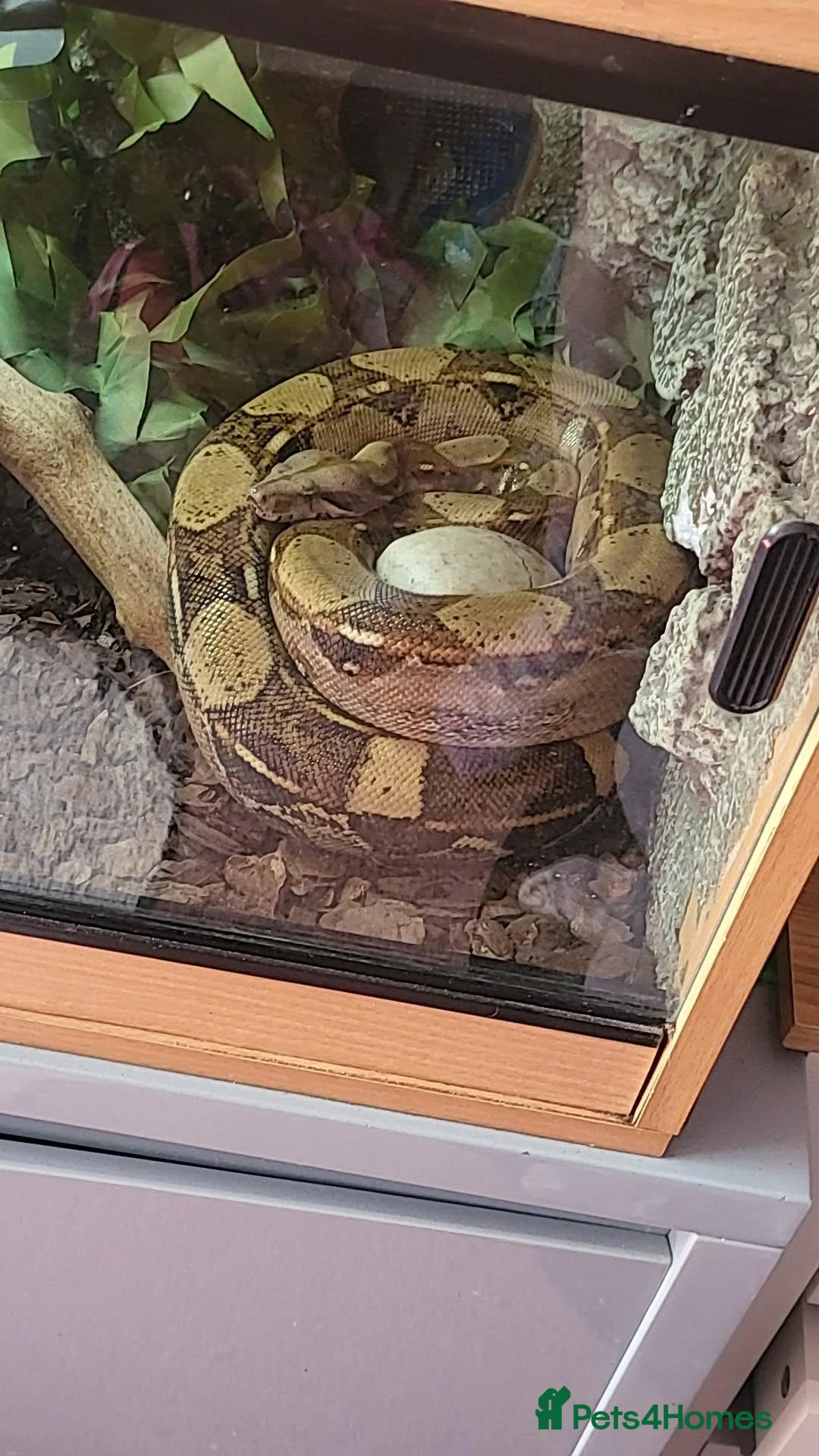 Boa Snake reptiles for sale: Common female boa in Stourbridge - Advert 2