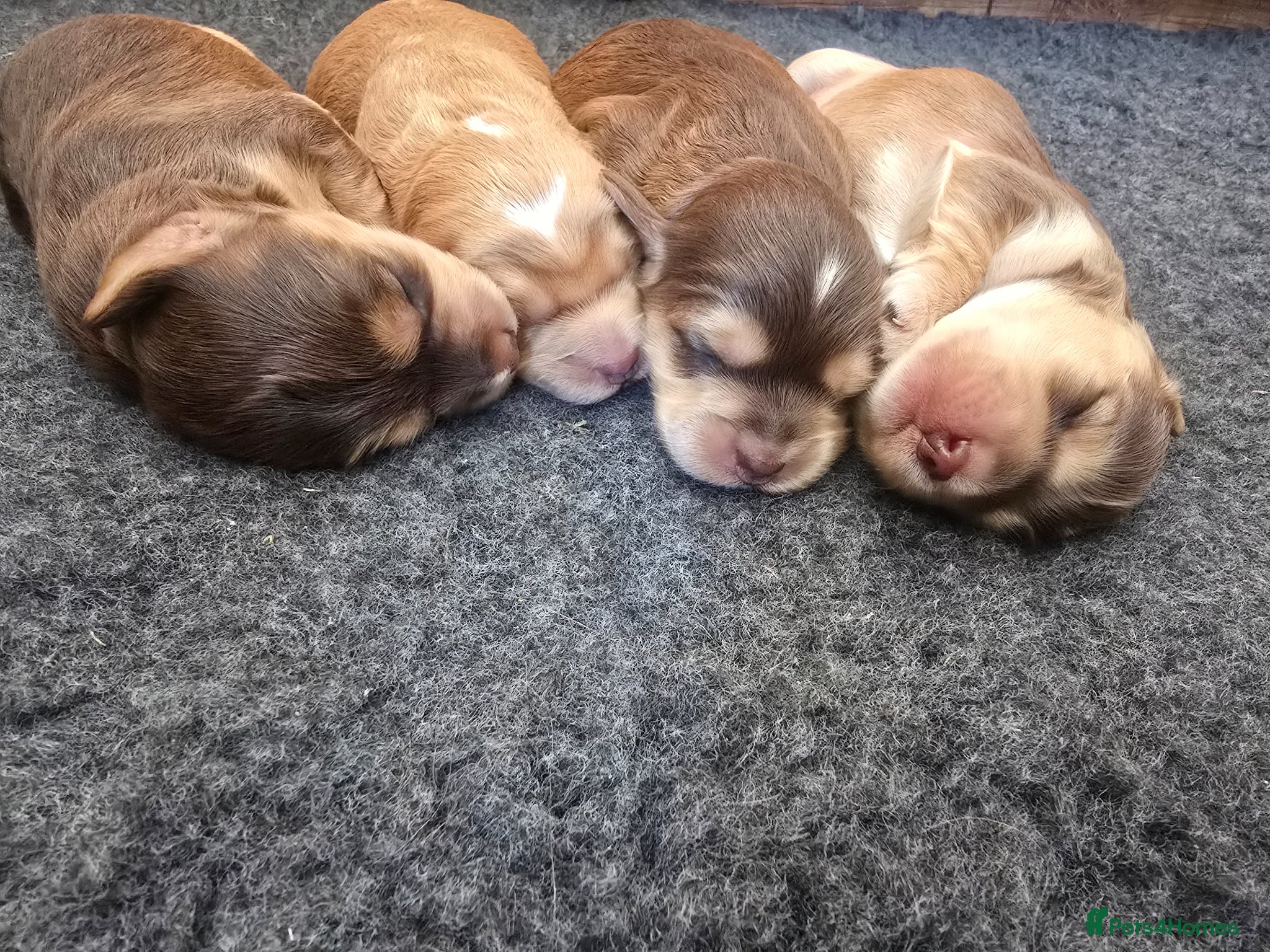 Cockapoo dogs SHOW F1 cockapoos  - Advert 1