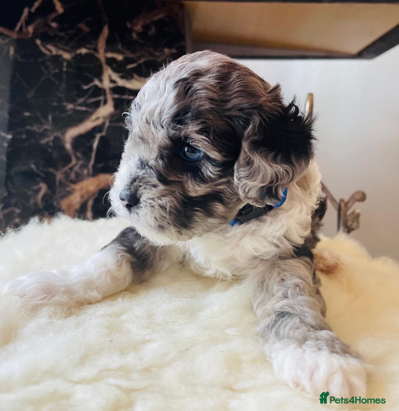 Shihpoo dogs Rare PRA clear health tested Shihpoo x Puppies  - Advert 1