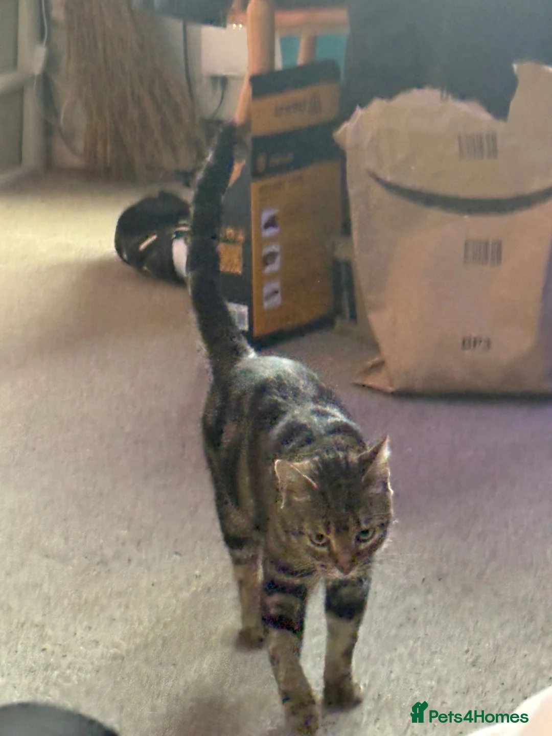 Bengal cats for sale: Beautiful Bengal girl needs a new home - Advert 4