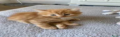 American Shorthair 2