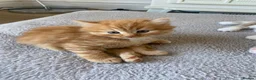 American Shorthair cats for sale: 2 Gorgeous boys - Advert 4
