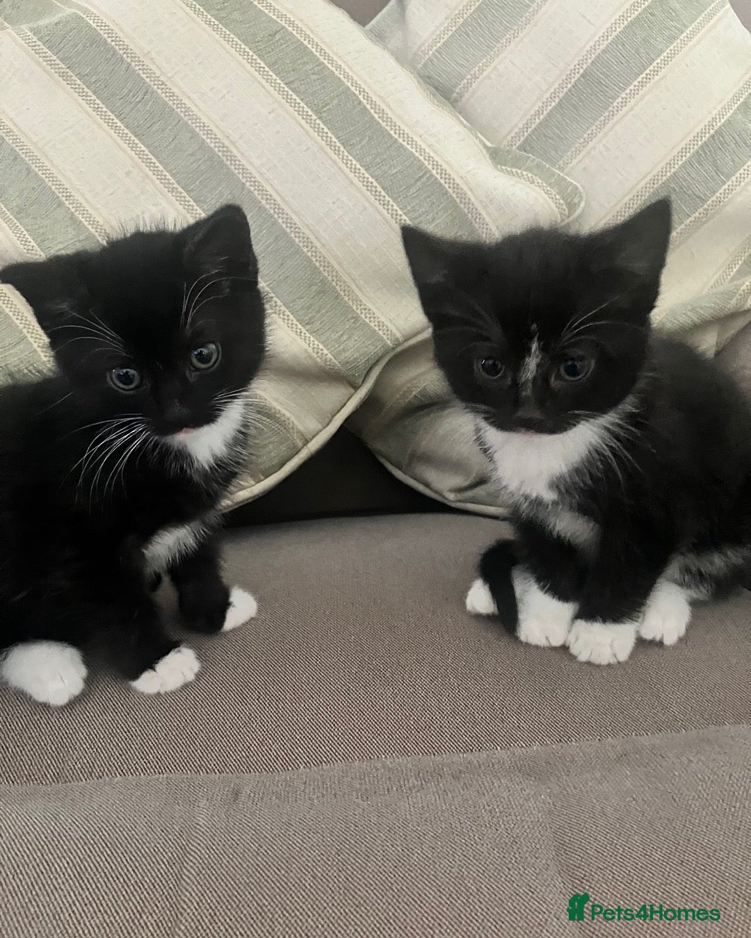 Mixed Breed cats 2 black and white Bengal kittens - Advert 16