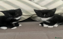 Bengal cats for sale: 2 black and white Bengal kittens - Image 1