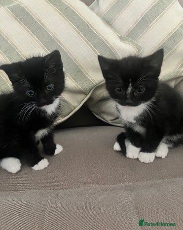 Mixed Breed cats - Advert 7