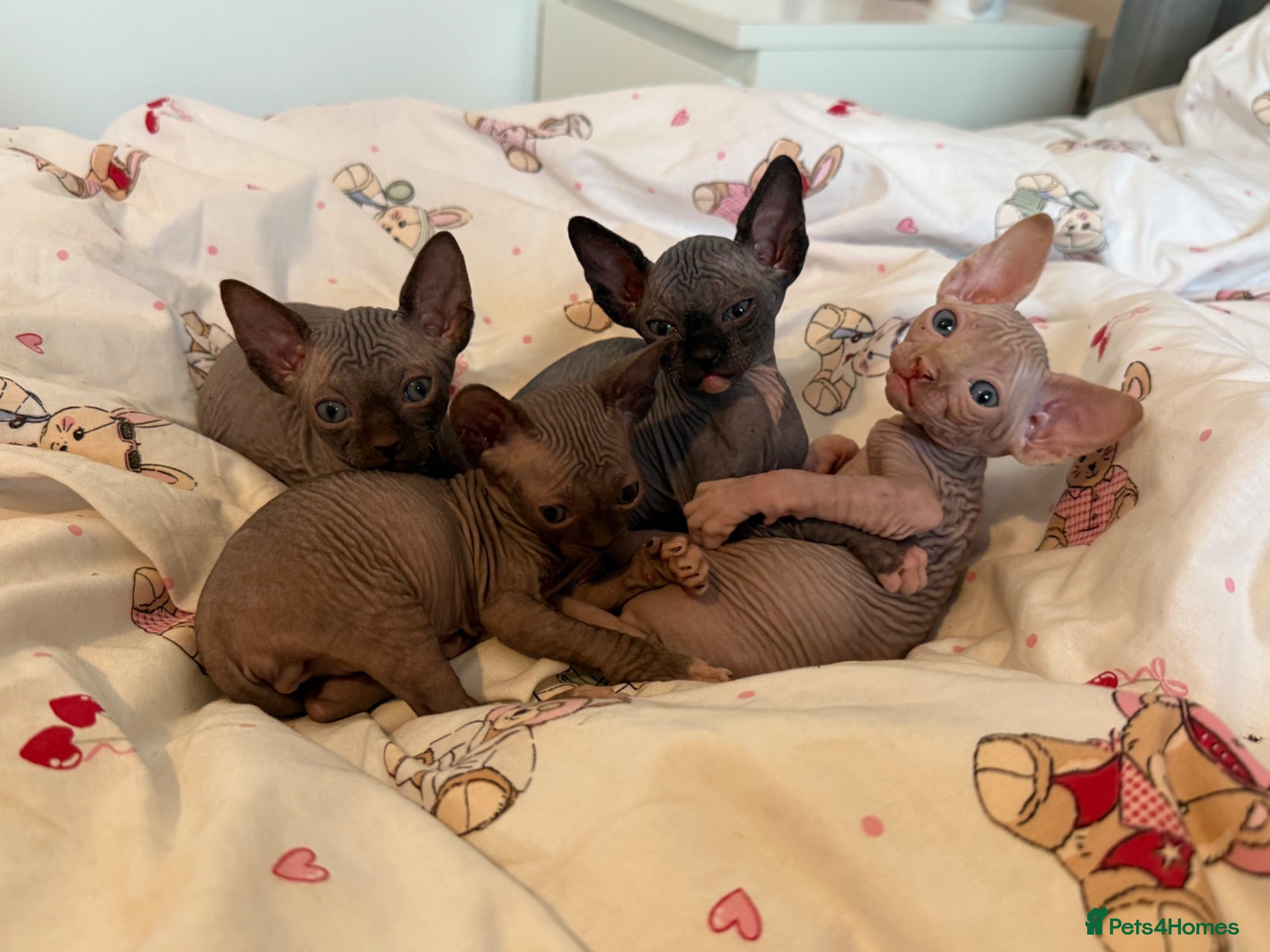 Sphynx cats 4 Sphynx kittens - Advert 3
