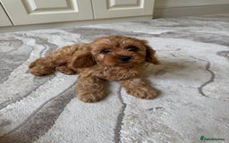 Cavapoo dogs for sale: !Ready now! F1 cavapoos kc reg parents - Image 12
