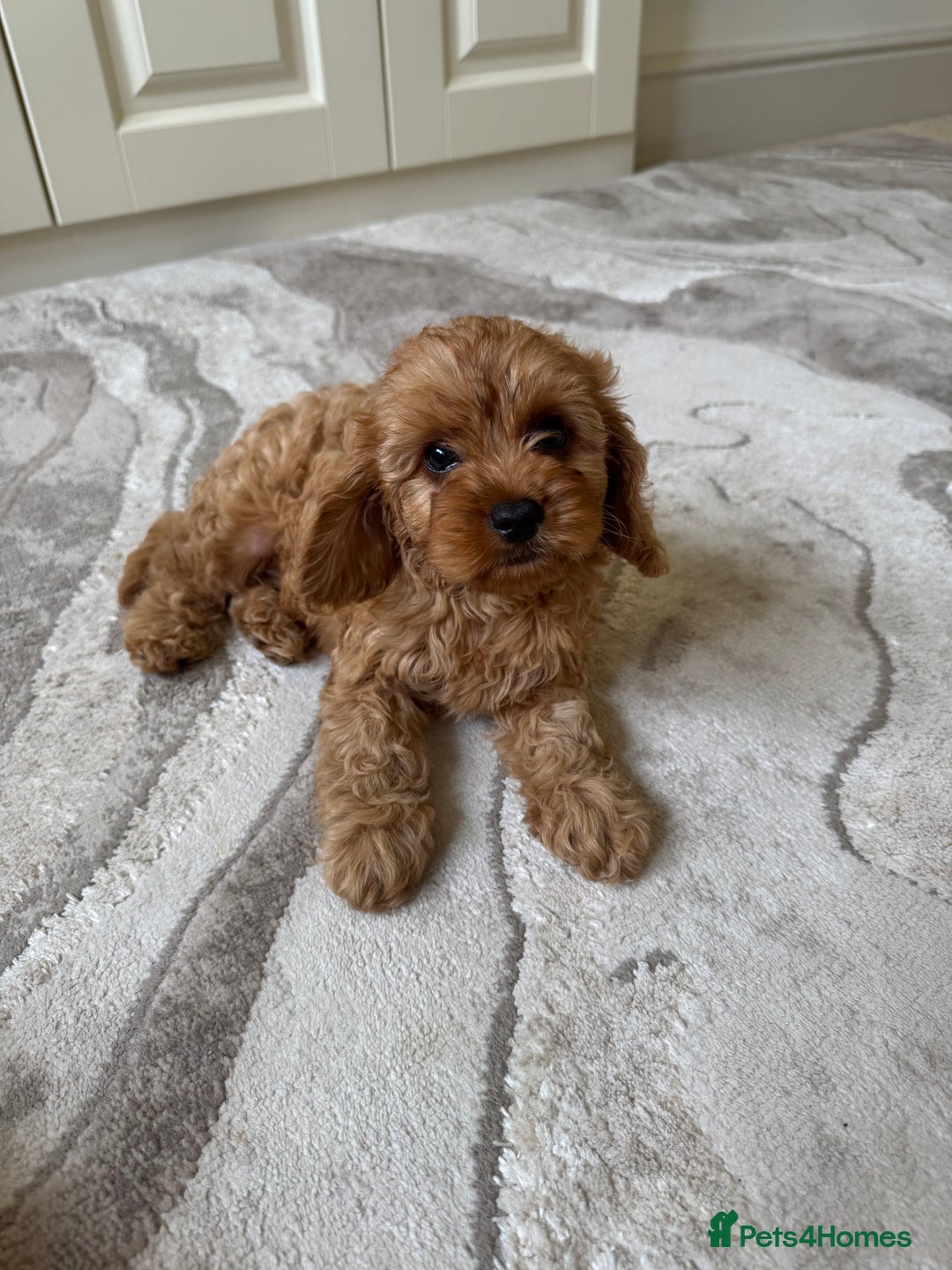 Cavapoo dogs for sale: !Ready now! F1 cavapoos kc reg parents - Image 12
