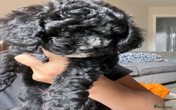 Maltipoo dogs for sale: Unique maltipoo litter 🐶🩷🩵 - Image 3