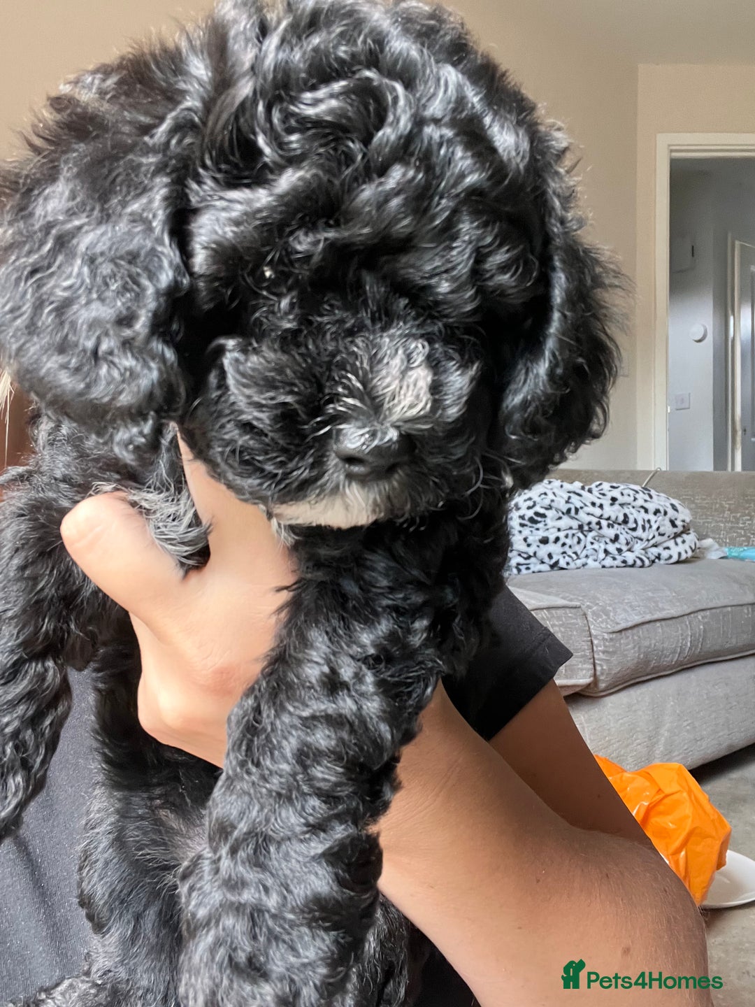 Maltipoo dogs for sale: Unique maltipoo litter 🐶🩷🩵 - Image 3