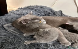 British Shorthair cats for sale: Take me home🏡, I need a loving family🙏❤️🥰🐈‍⬛ - Image 6