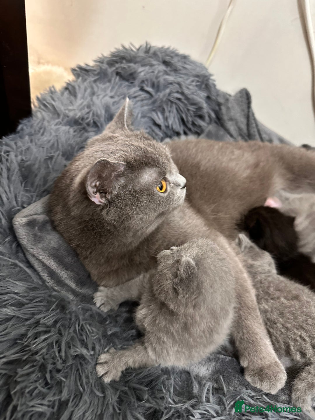 British Shorthair cats for sale: Take me home🏡, I need a loving family🙏❤️🥰🐈‍⬛ - Image 6