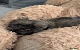 Shih Tzu dogs for sale: SHIT TZU grey puppy - Image 19