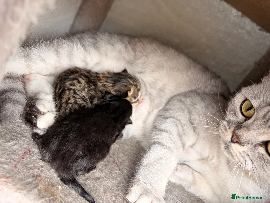 British Shorthair cats for sale: BEAUTIFUL BRITISH SHORTHAIR KITTENS  in London - Advert 2