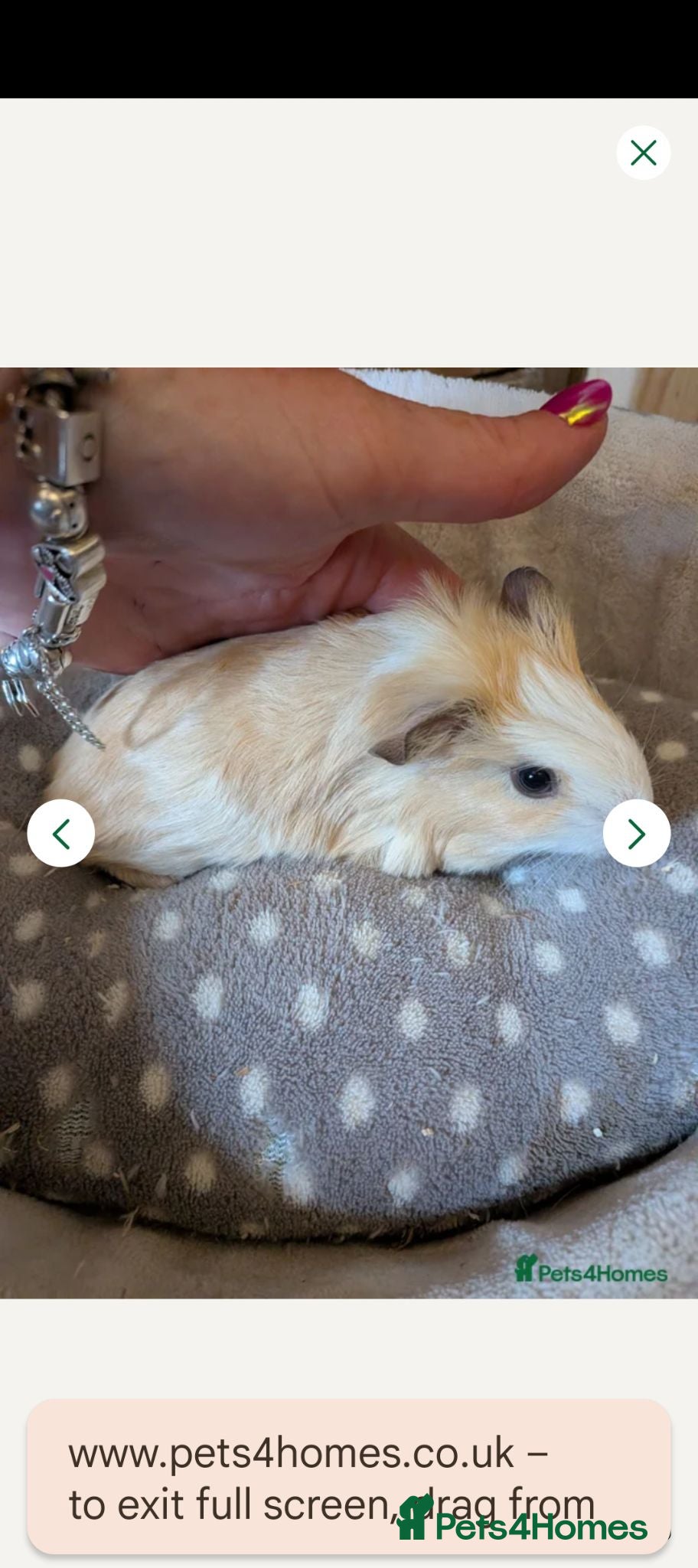 Guinea Pig rodents Baby boy Guinea pigs ready now  - Advert 2