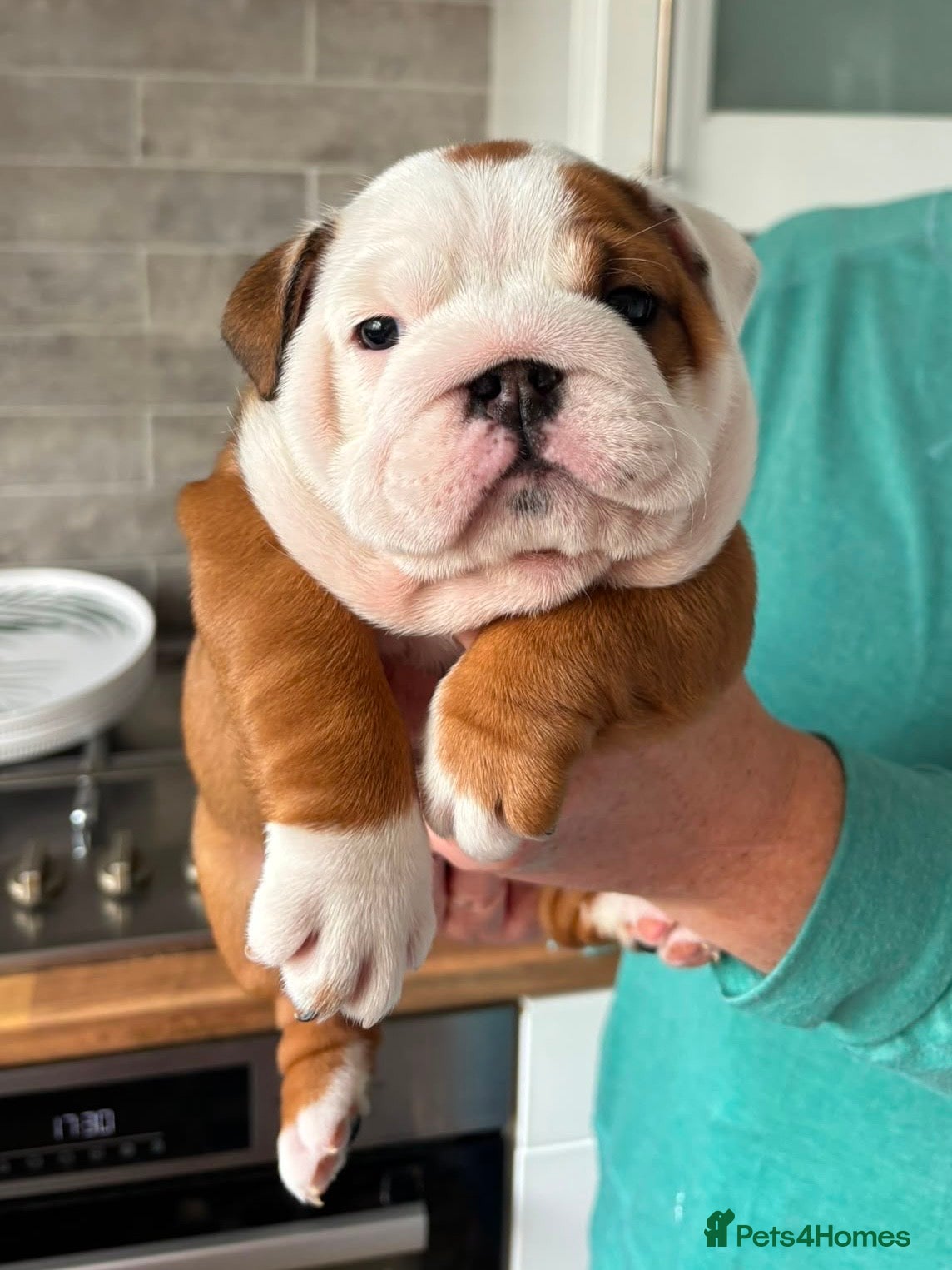 English Bulldog dogs Champion Sired KC Bulldog Puppies - Advert 2