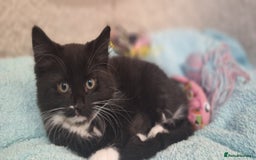Norwegian Forest Cat cats for sale: Norwegian forest kittens - Image 6