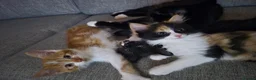 Mixed Breed cats for sale: 2 kittens for sale - Advert 19