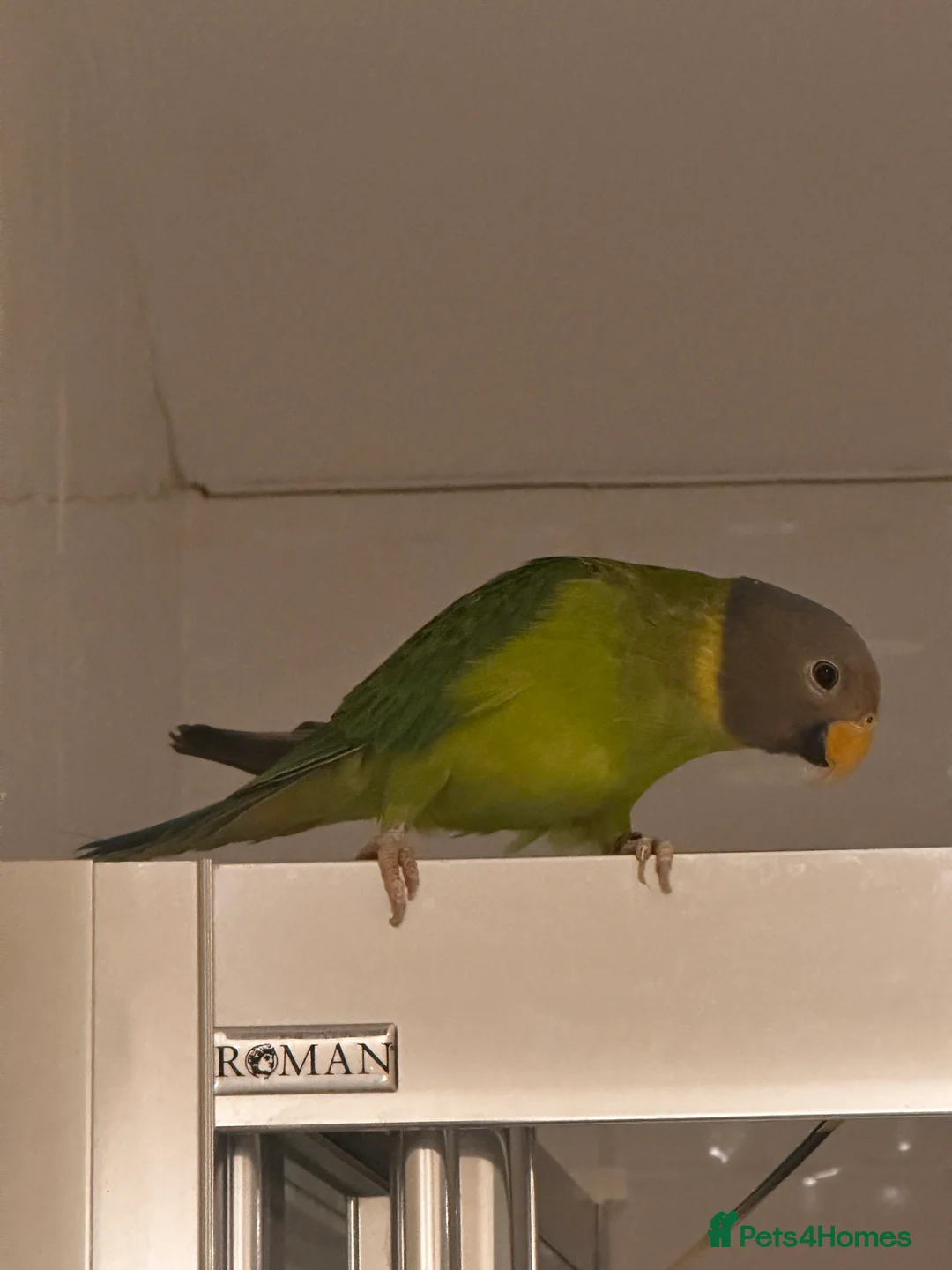 Parakeets birds for sale: Plum Head Parakeets for FREE - Advert 2