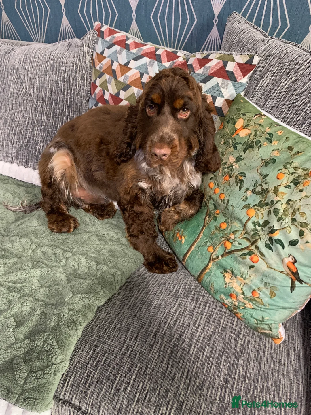 Cocker Spaniel dogs for sale: Show cocker spaniel  - Advert 1