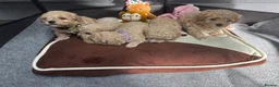Maltipoo dogs for sale: Maltipoo puppies for sale  in Port Talbot - Advert 2