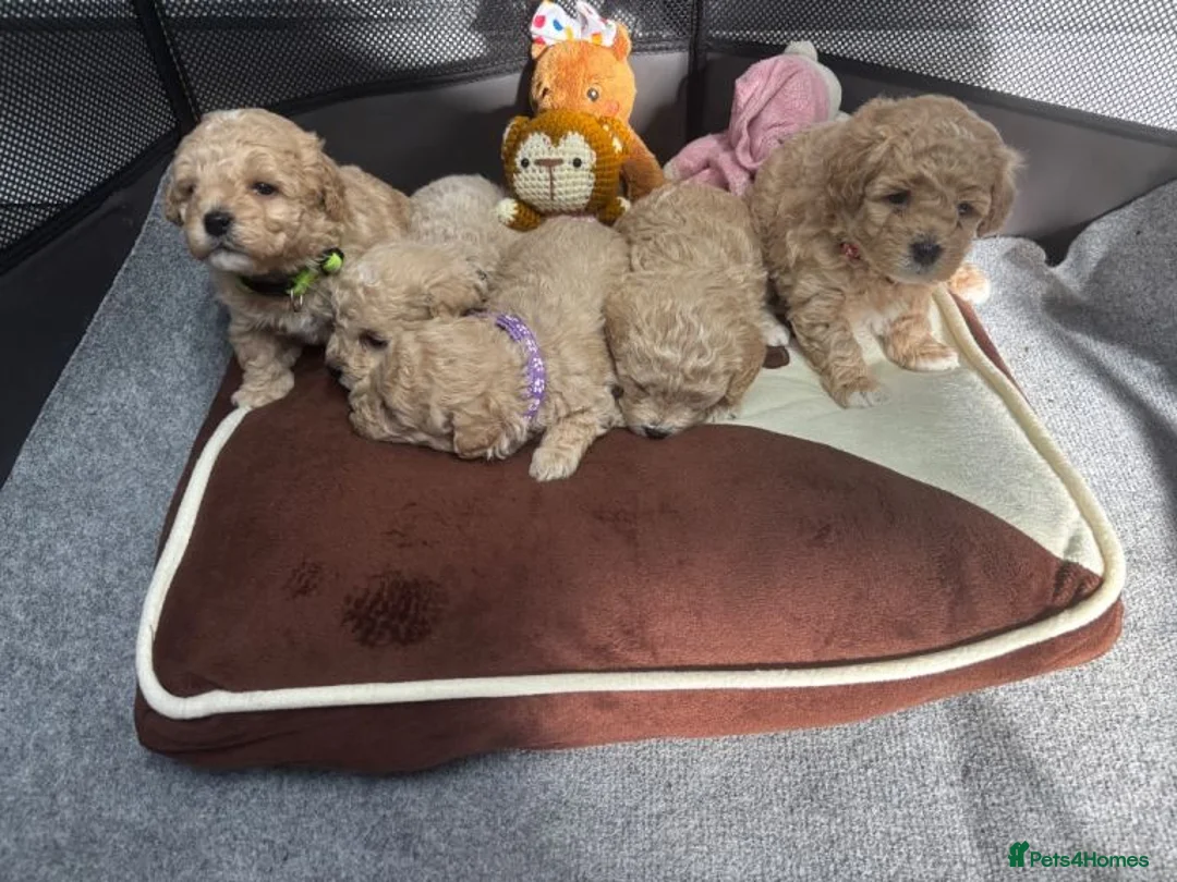 Maltipoo dogs for sale: Maltipoo puppies for sale  in Port Talbot - Advert 2