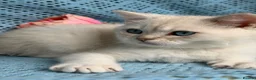 British Shorthair cats for sale: British shorthair golden point Kittens TICA - Advert 15