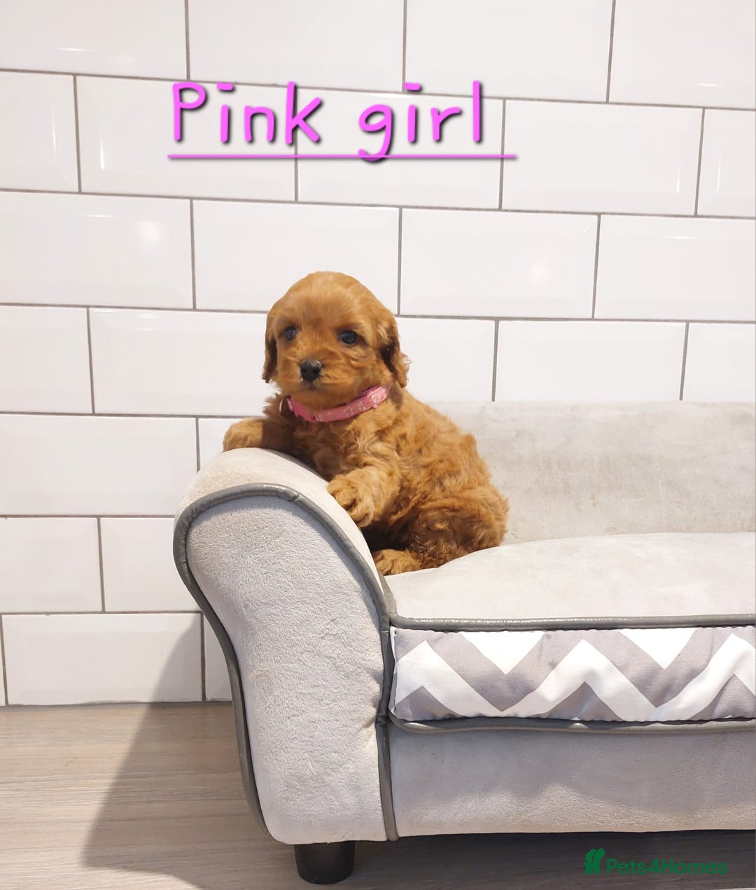Cavachon dogs for sale: Cavapoochon puppies 💕 - Advert 7