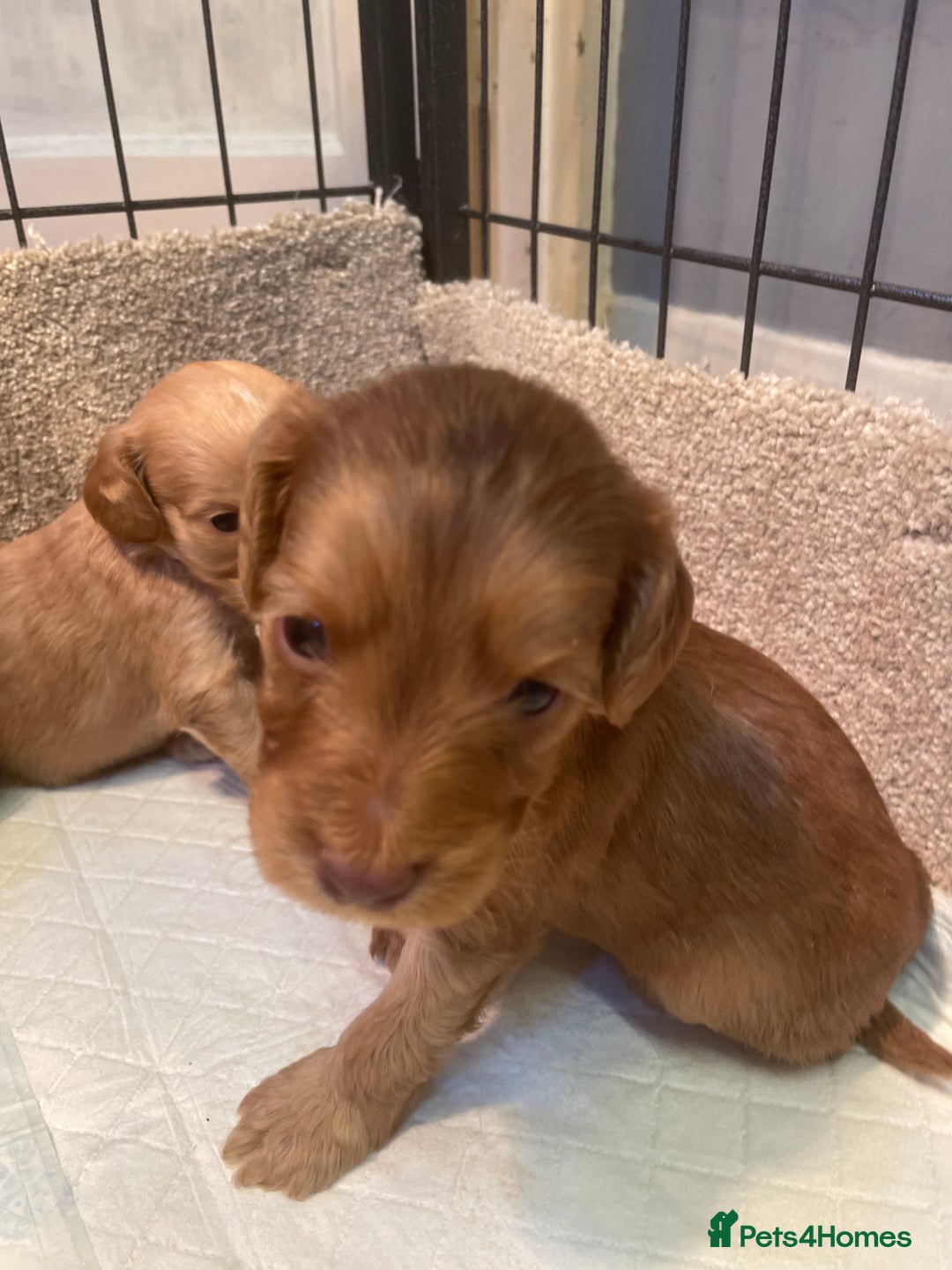 Cockapoo dogs for sale: Beautiful cockapoos - Image 7