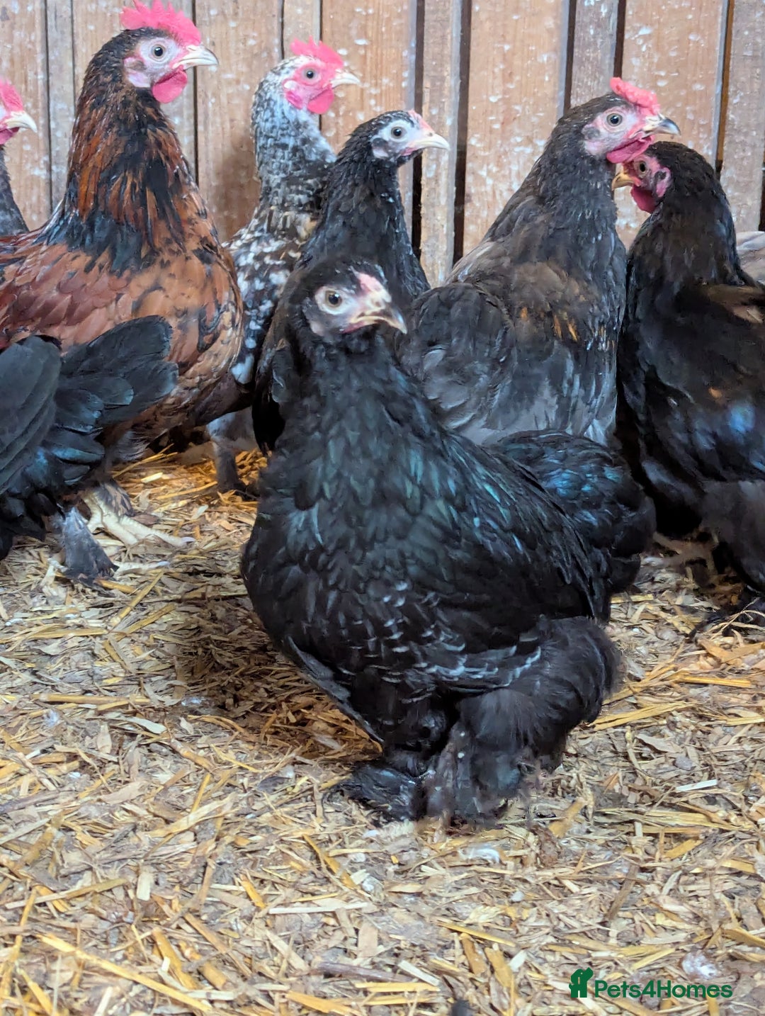 Chickens poultry for sale: Bantam chickens - Image 3