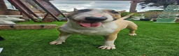 English Bull Terrier dogs for sale: KC REG BULL TERRIER PUPS FROM CHAMP BLOODLINES   - Advert 3