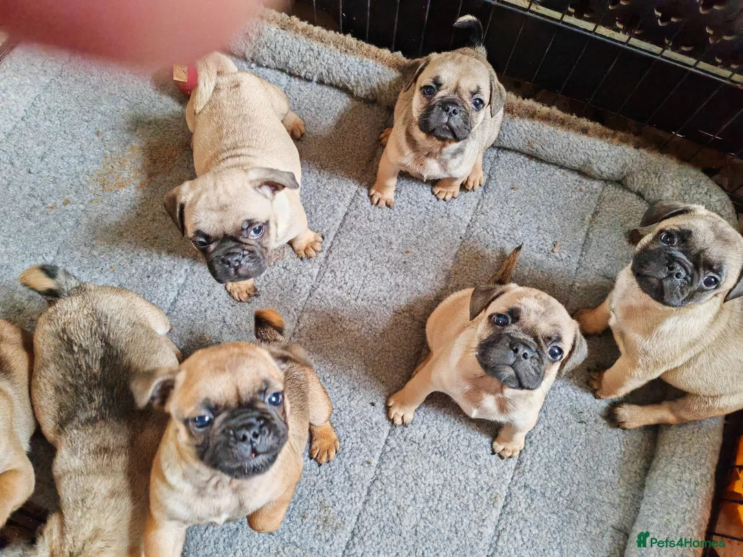 Frug dogs for sale: Mrs H D Keld - Advert 2