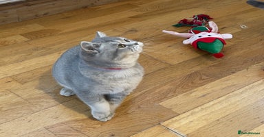 British Shorthair cats 🚨One Girl Ready to leave 🚨GCCF British Shorthair - Advert 8