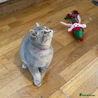 British Shorthair cats 🚨One Girl Ready to leave 🚨GCCF British Shorthair - Advert 11