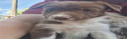 Border Collie dogs for sale: Beautiful fluffy Collie Pups for Sale - Advert 33