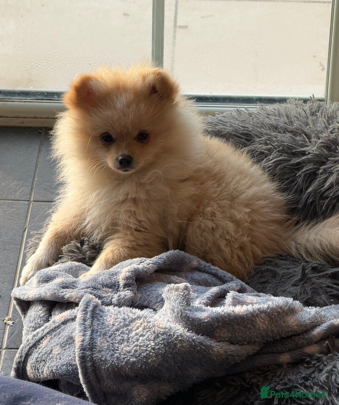 Pomeranian dogs for sale: Hugo Boss Pomeranian boy  - Advert 5