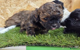 Shihpoo dogs for sale: F2 shihpoo puppies. - Image 26